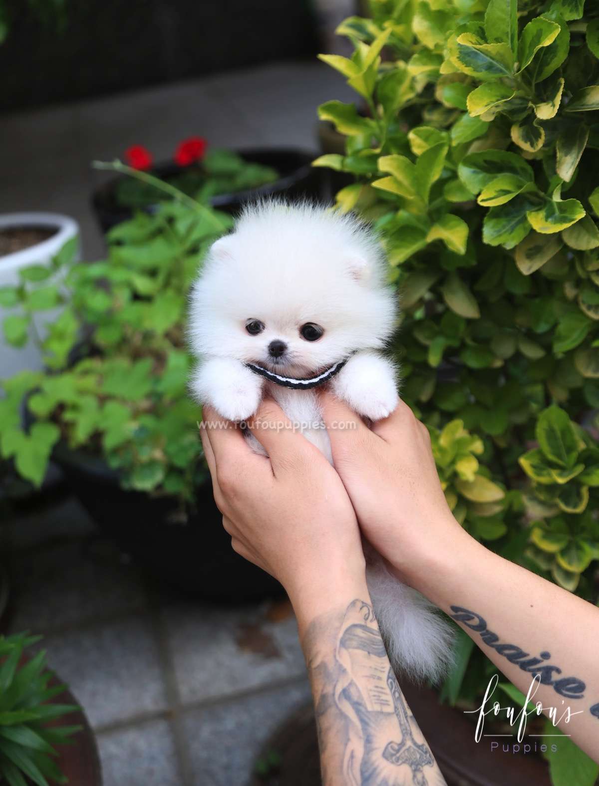 Lollipop - Pomeranian F.