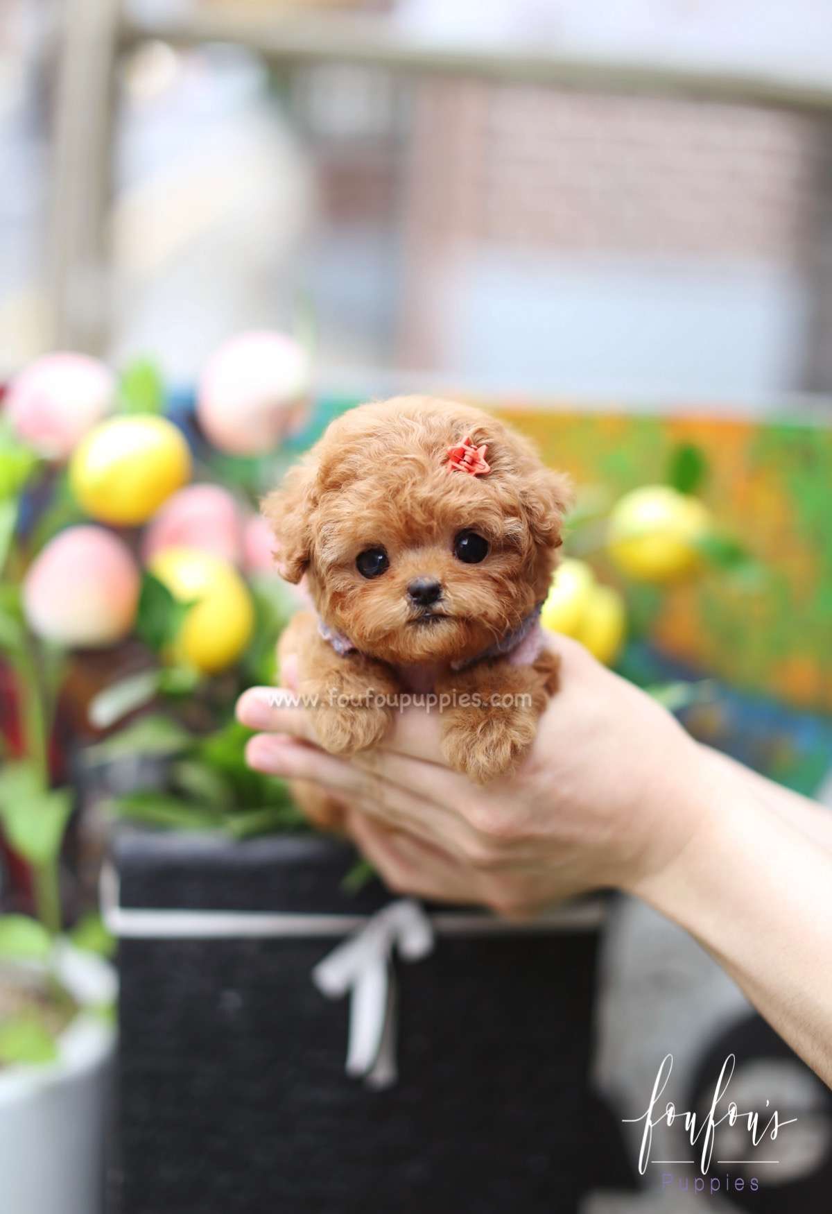 Zoey - Poodle F.