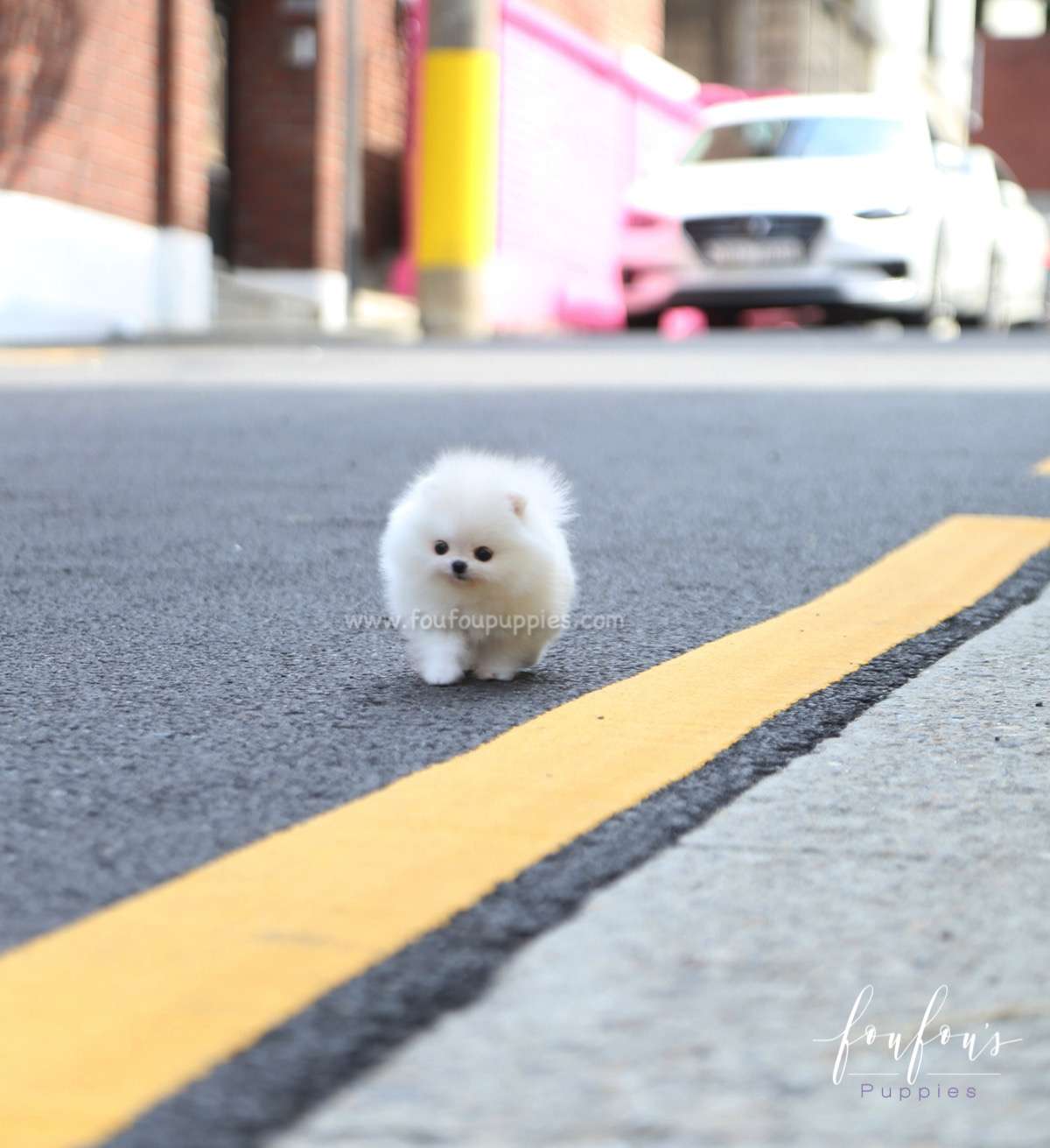 Lollipop - Pomeranian F.