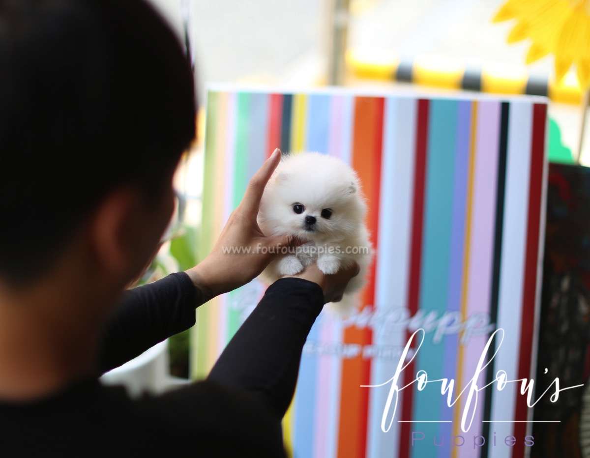 Princess - Pomeranian F.