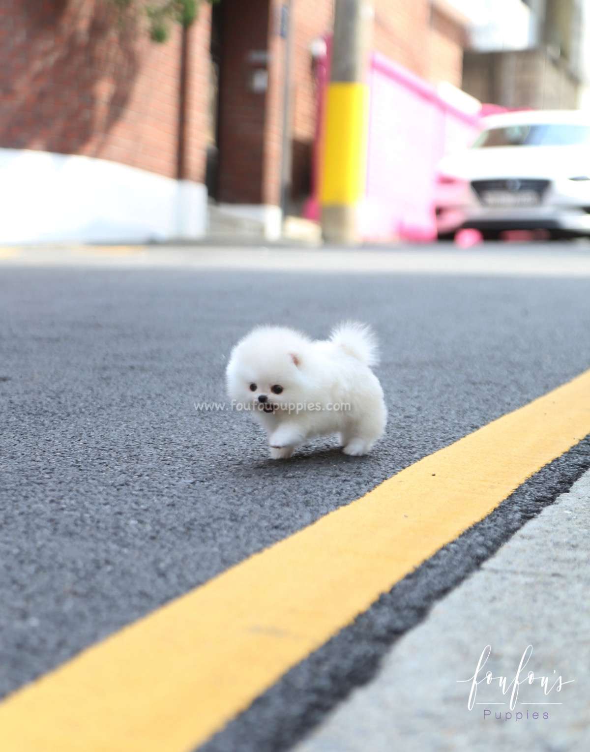 Lollipop - Pomeranian F.