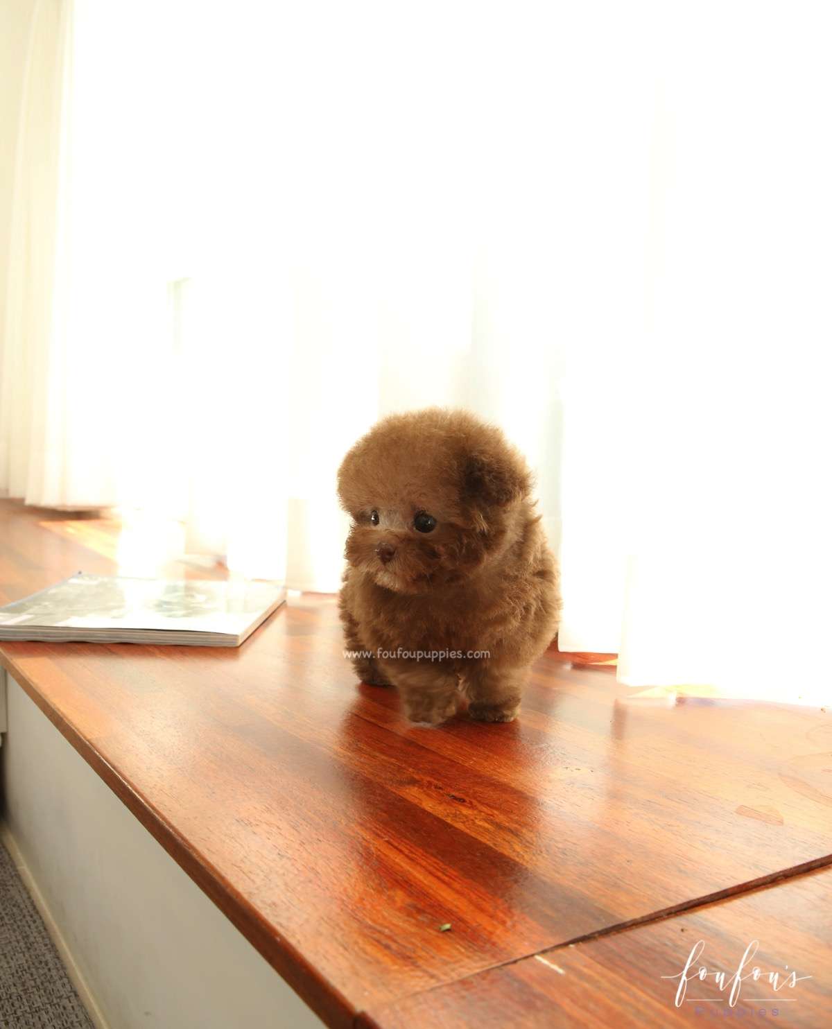 Latte - Poodle F.