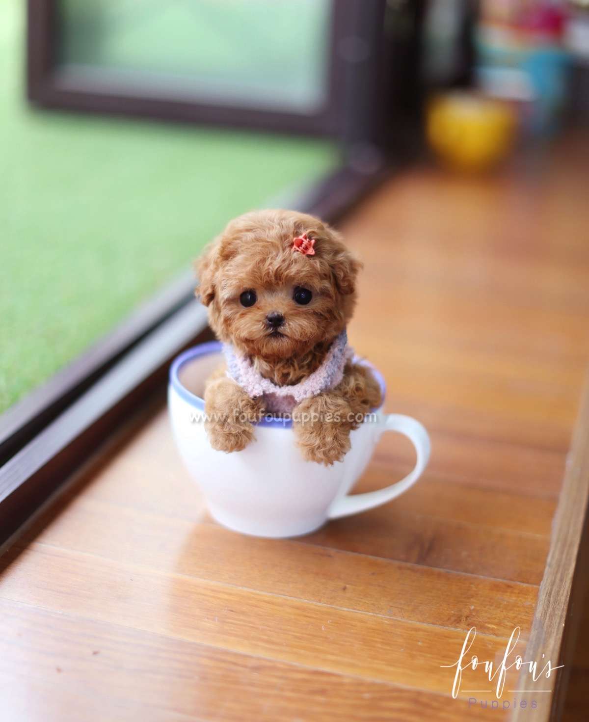 Zoey - Poodle F.