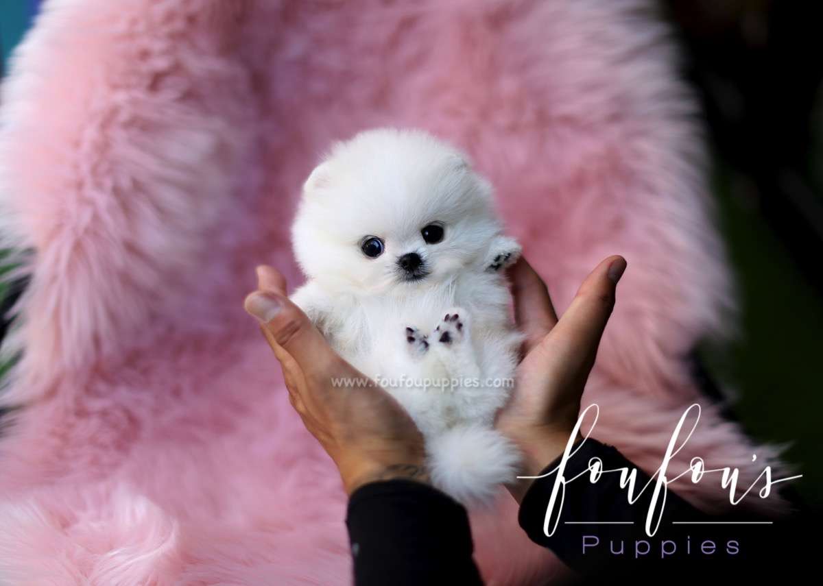 Princess - Pomeranian F.