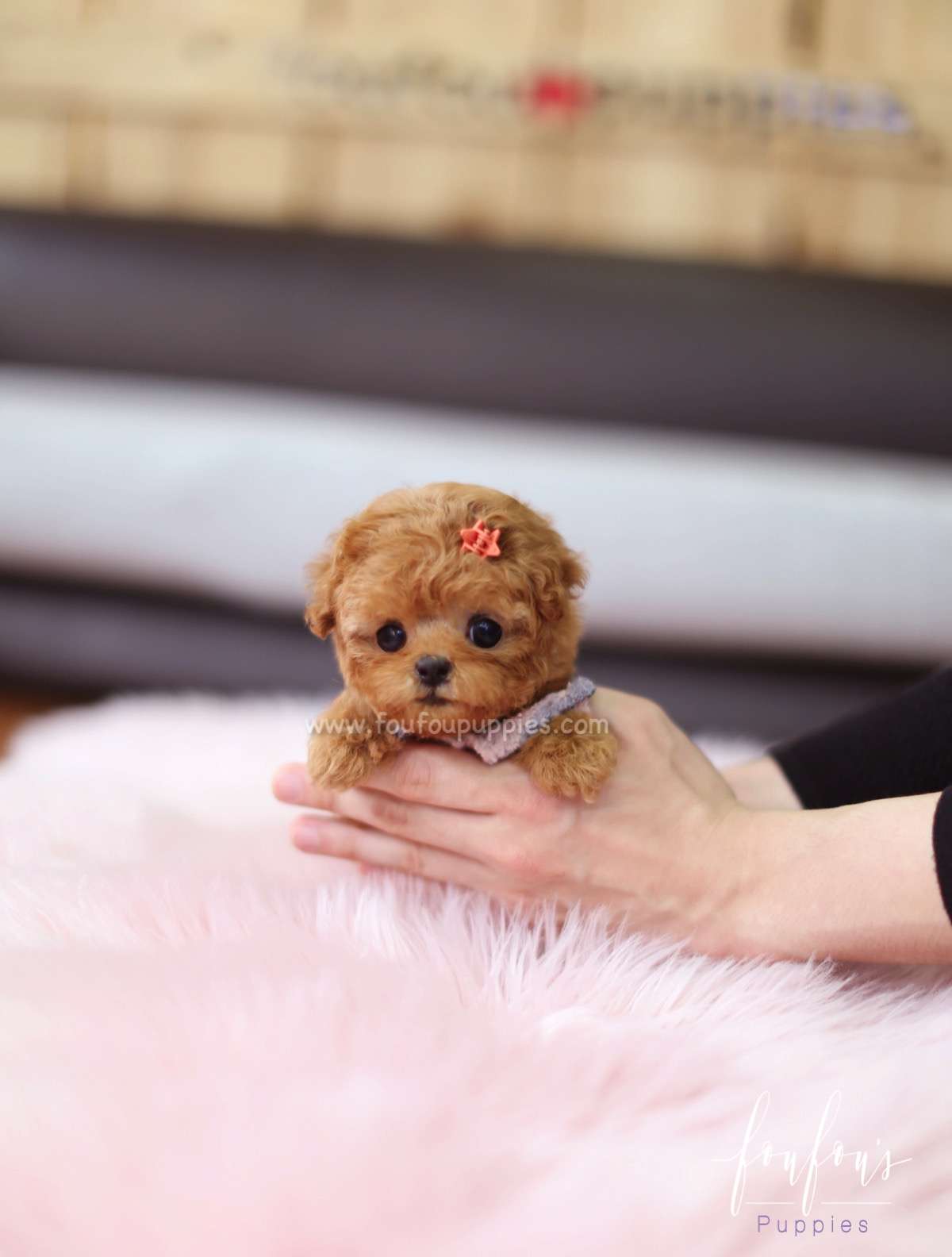 Zoey - Poodle F.