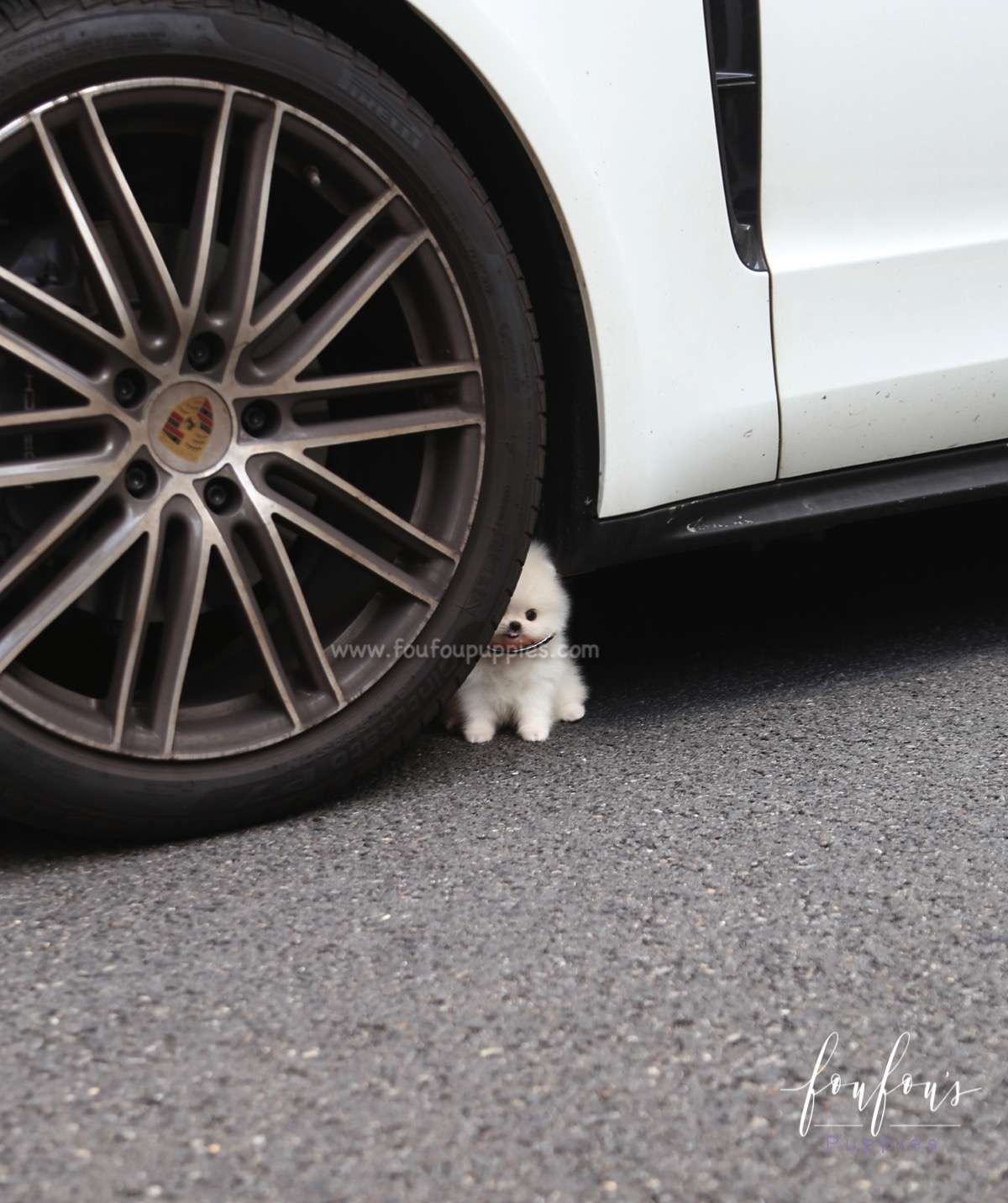 Lollipop - Pomeranian F.
