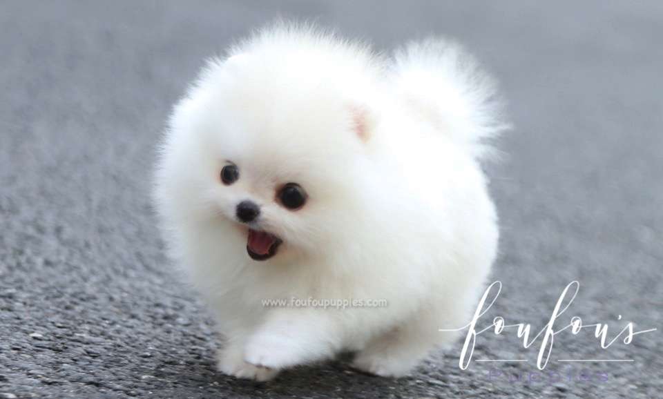 Lollipop - Pomeranian F.