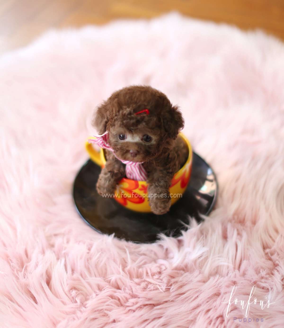 Leia - Poodle F.