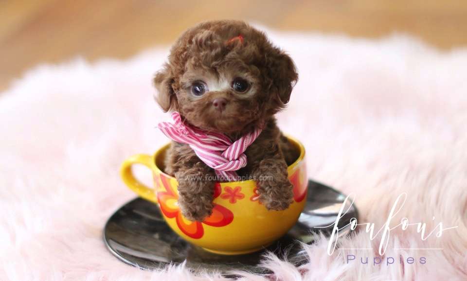 Leia - Poodle F.