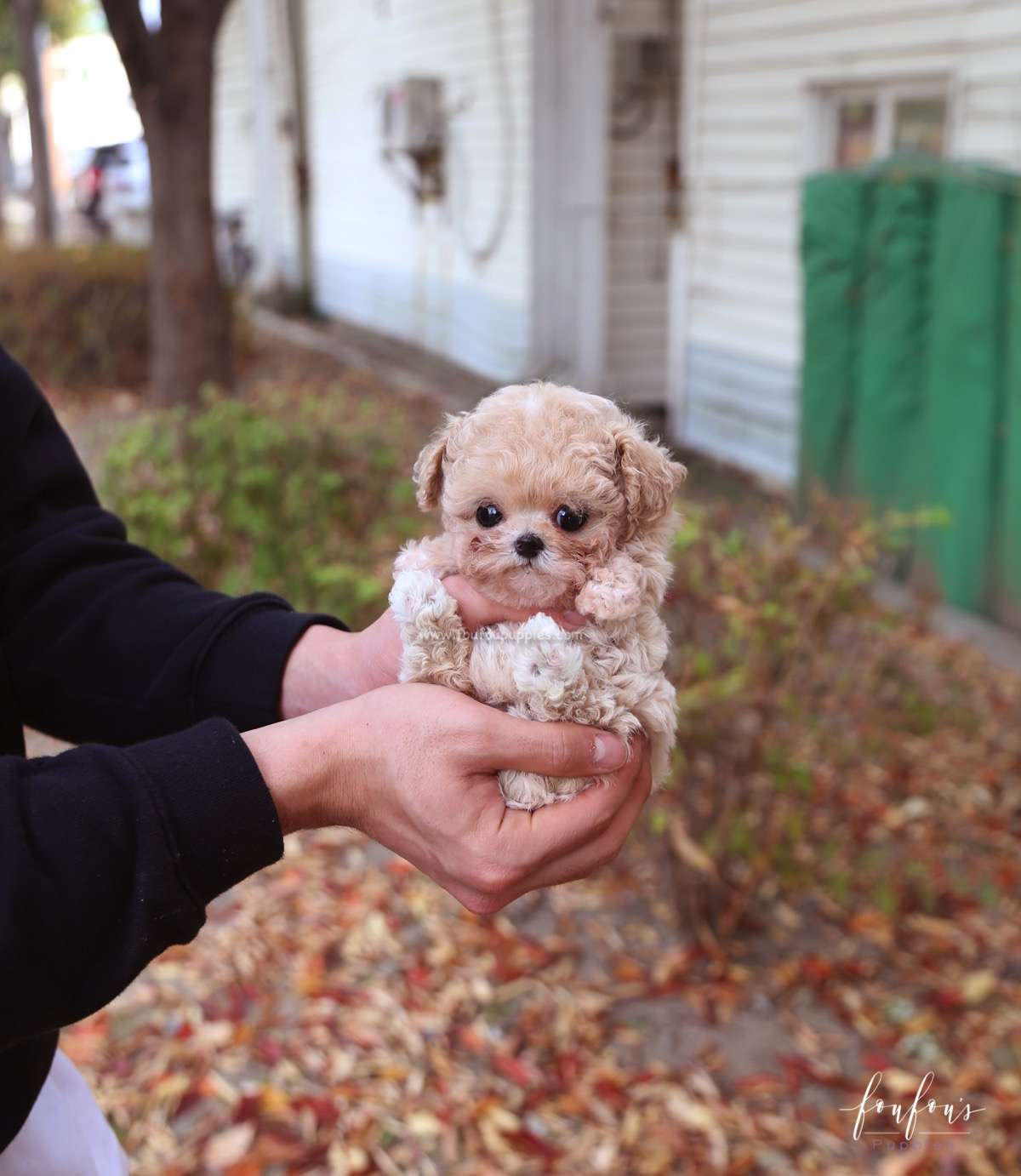 Chloé - Poodle F.