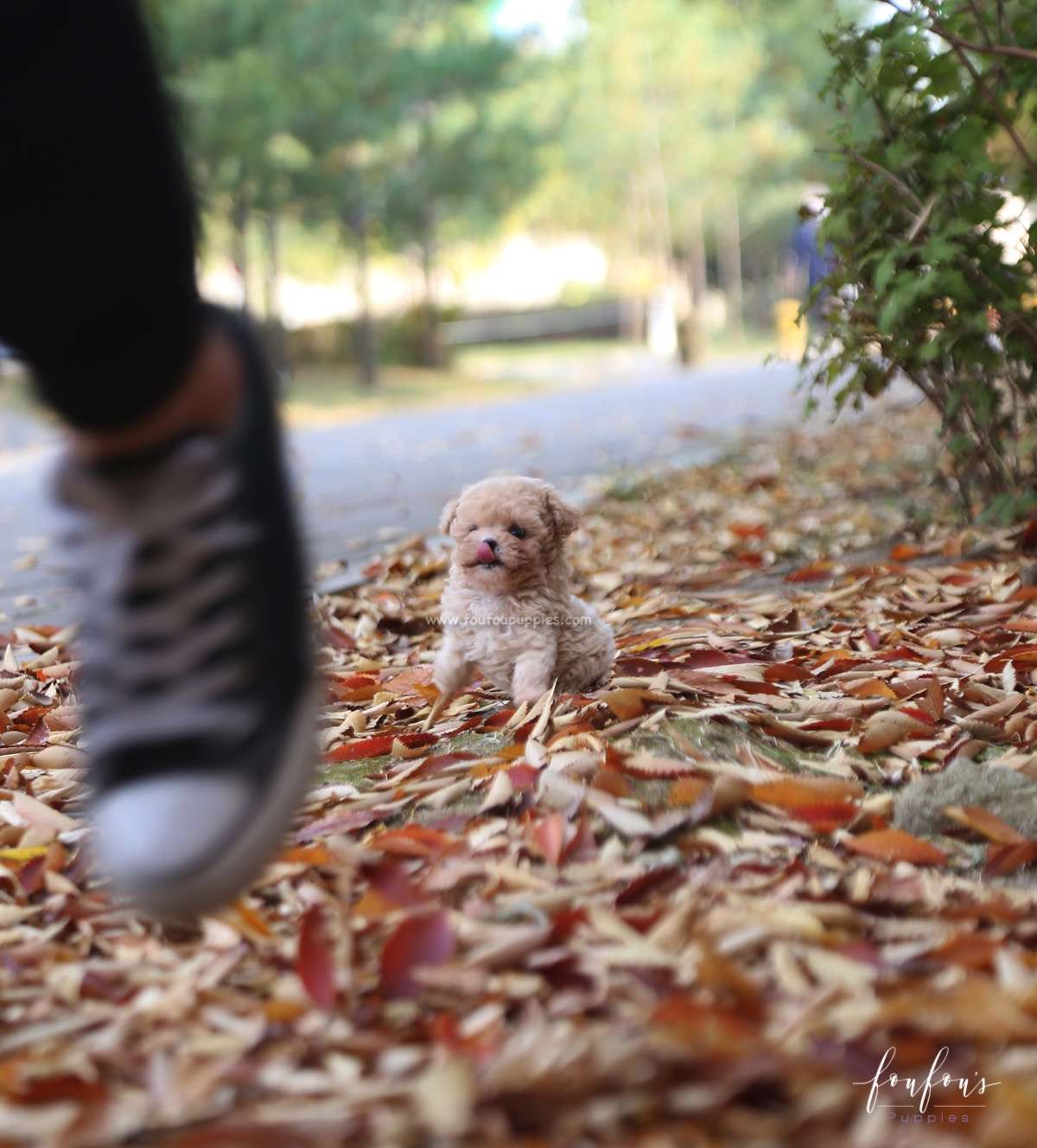 Chloé - Poodle F.