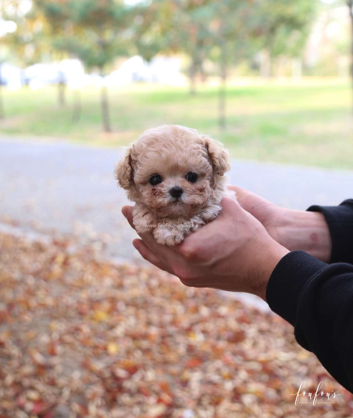Chloé - Poodle F.