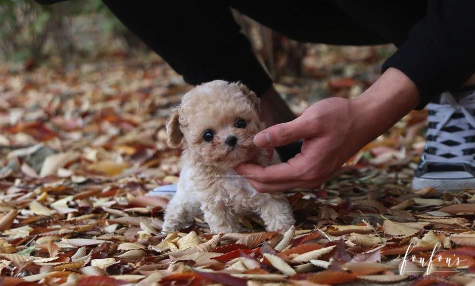 Chloé - Poodle F.
