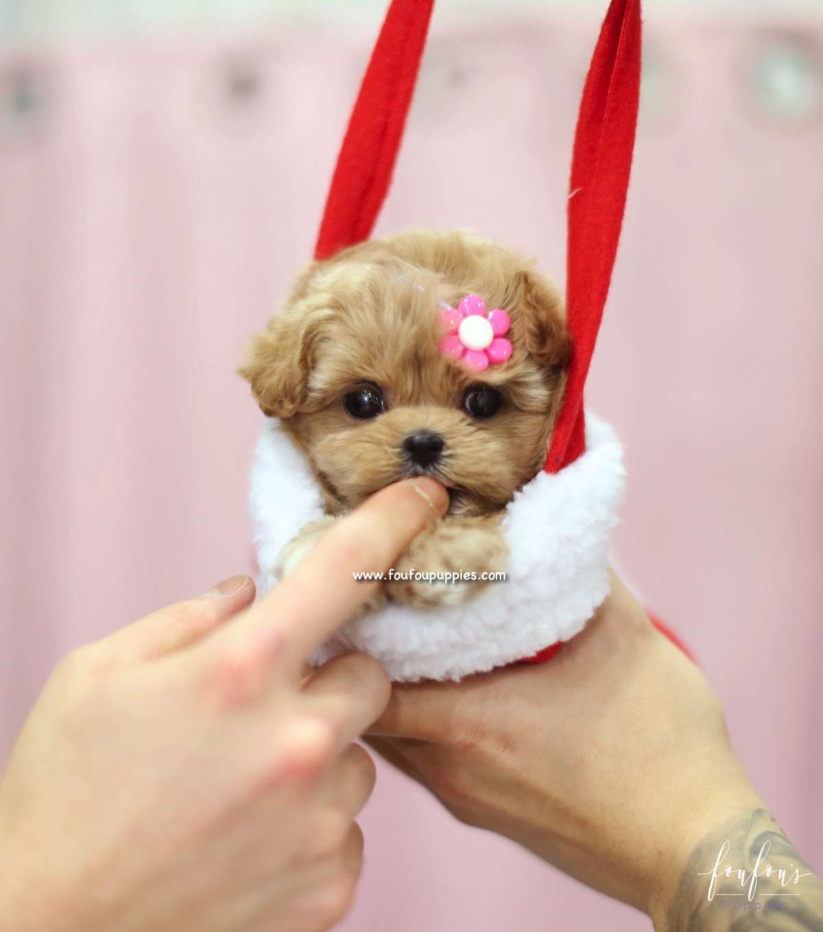 GiGi - Maltipoo F.