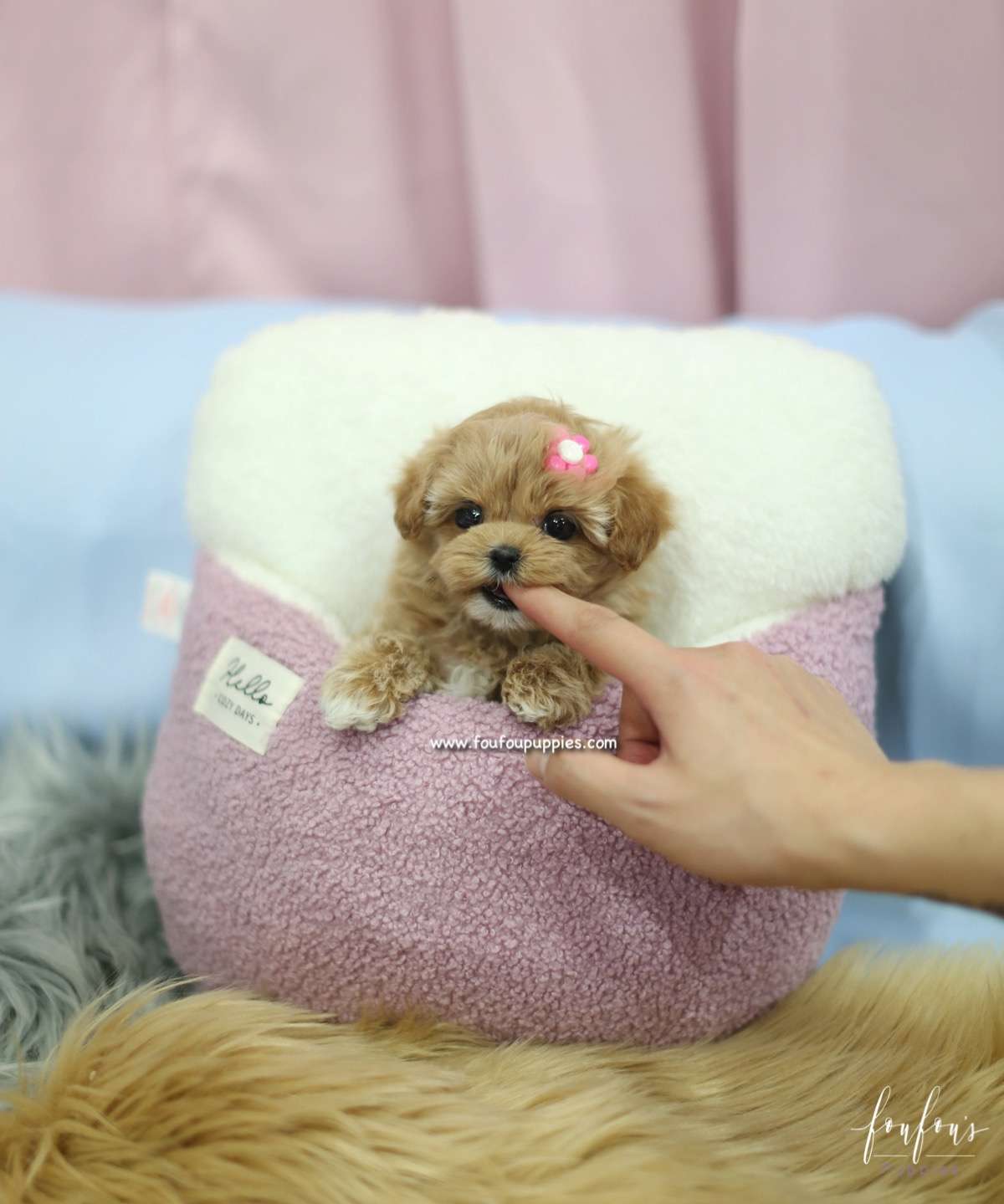 GiGi - Maltipoo F.