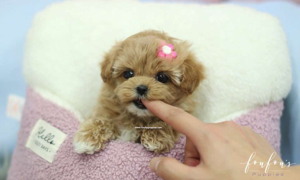 GiGi - Maltipoo F.