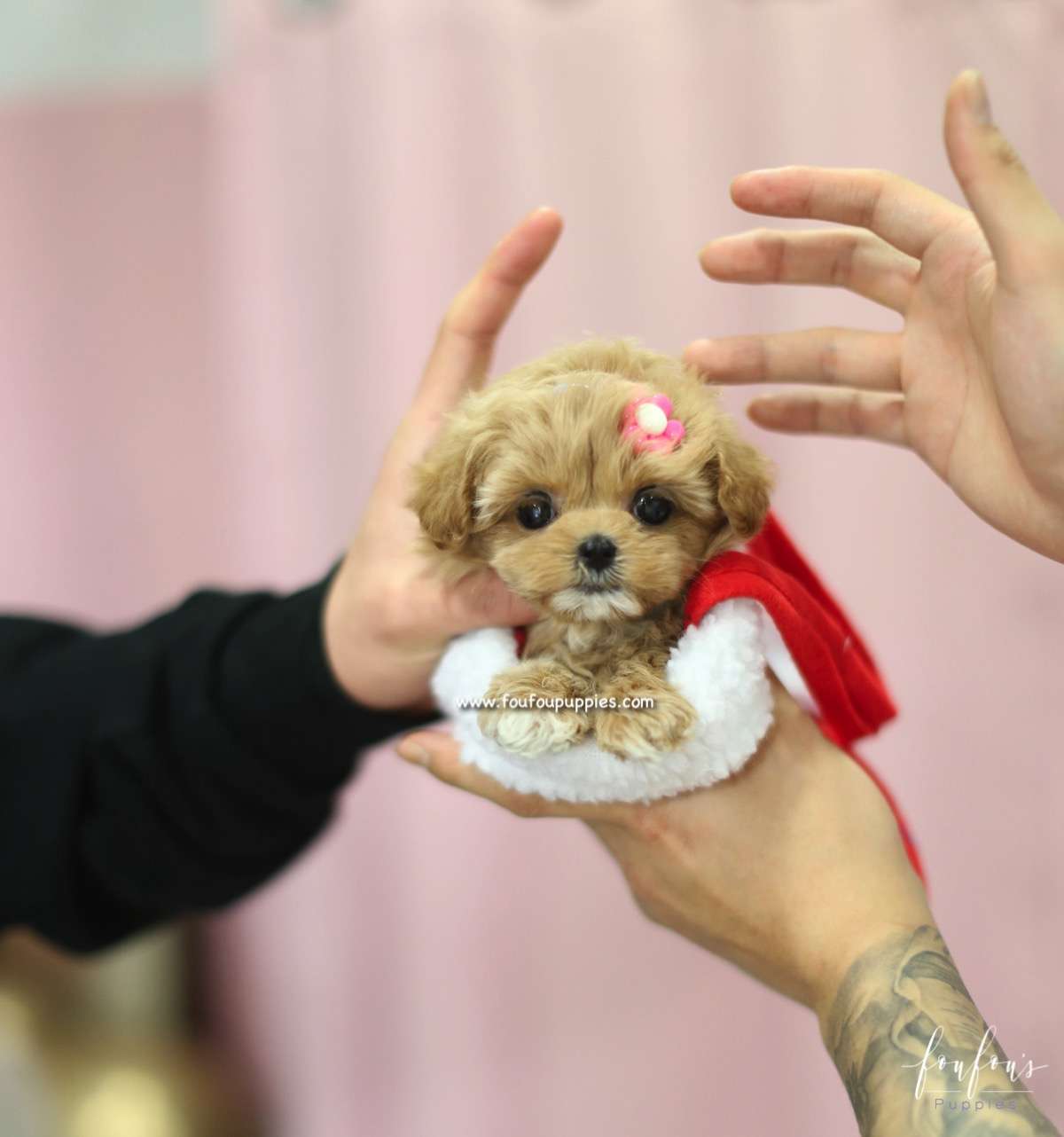 GiGi - Maltipoo F.