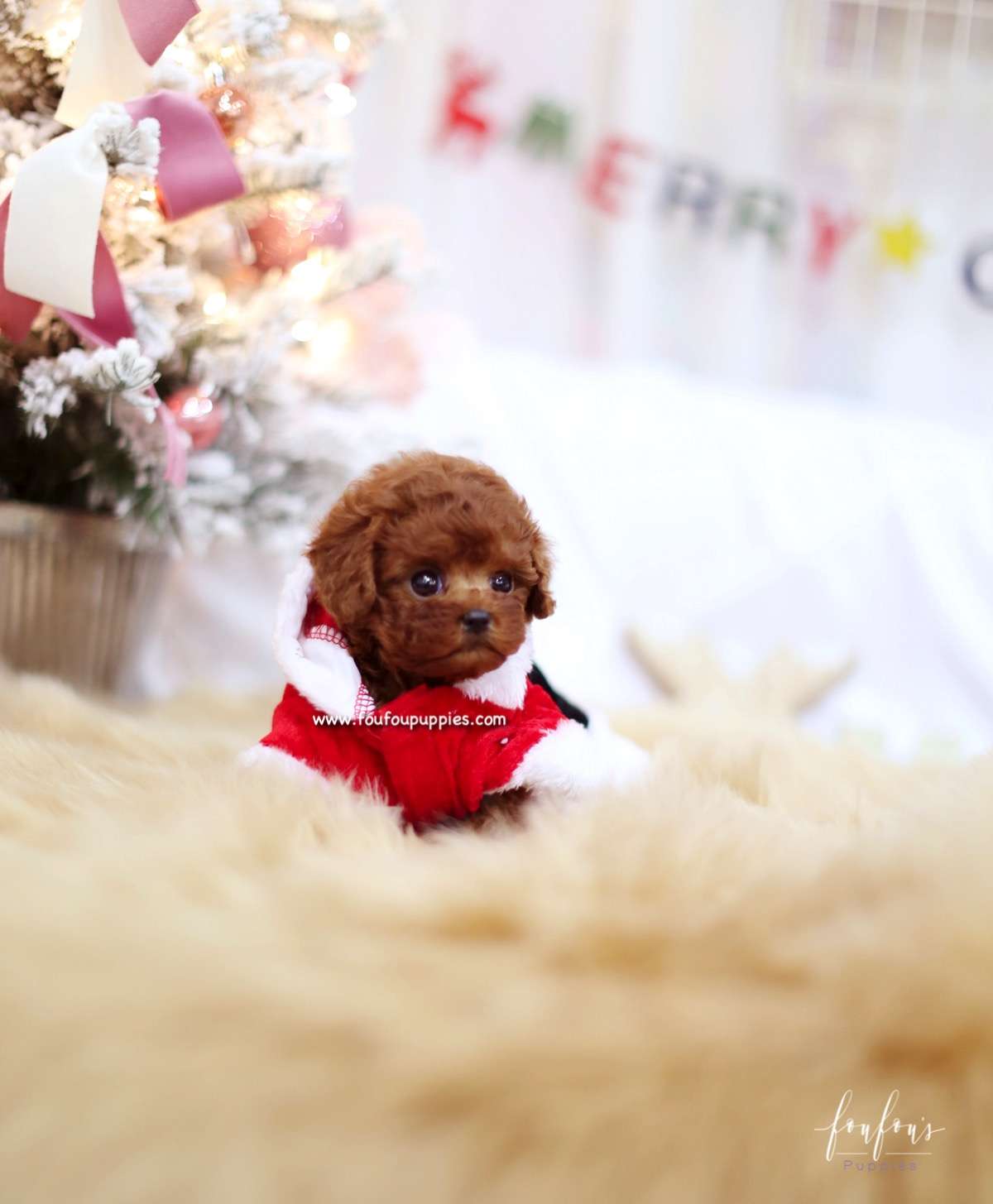 Coco - Poodle F.