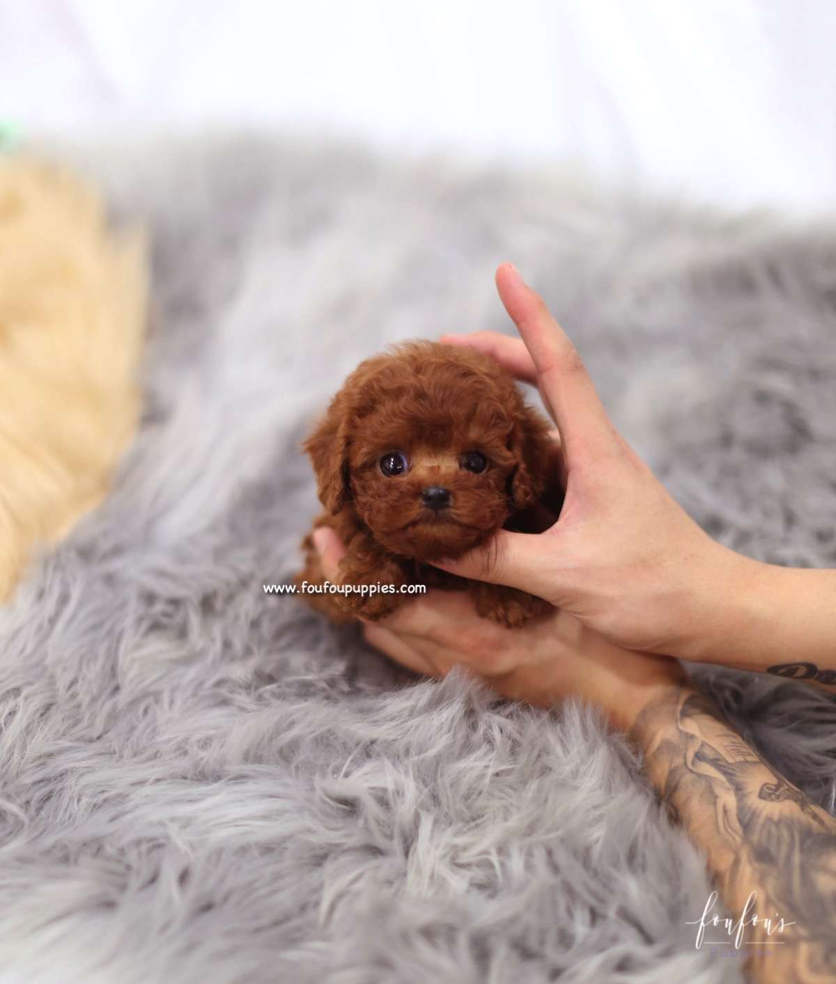 Coco - Poodle F.