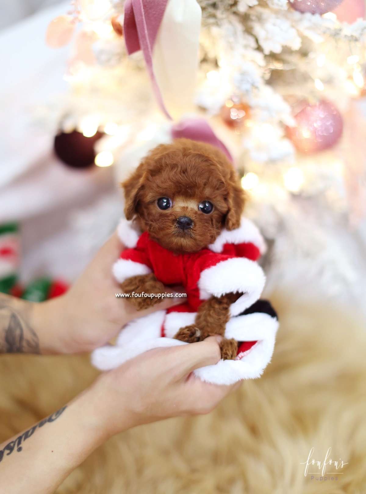 Coco - Poodle F.