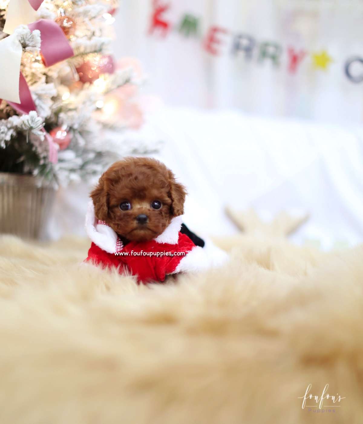 Coco - Poodle F.
