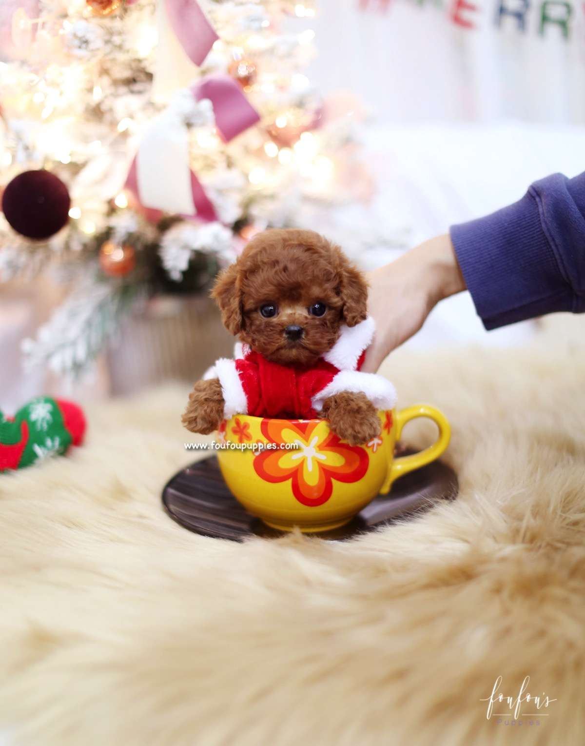 Coco - Poodle F.