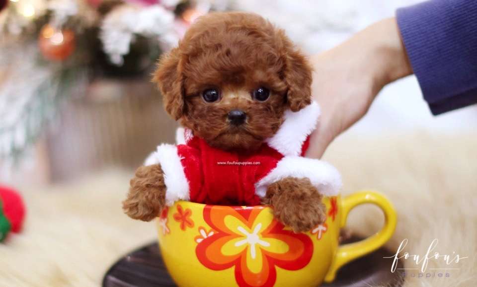 Coco - Poodle F.