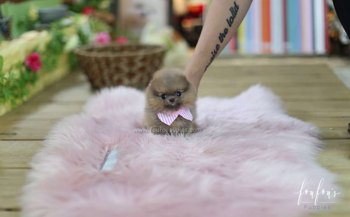 Tiara - Pomeranian F.