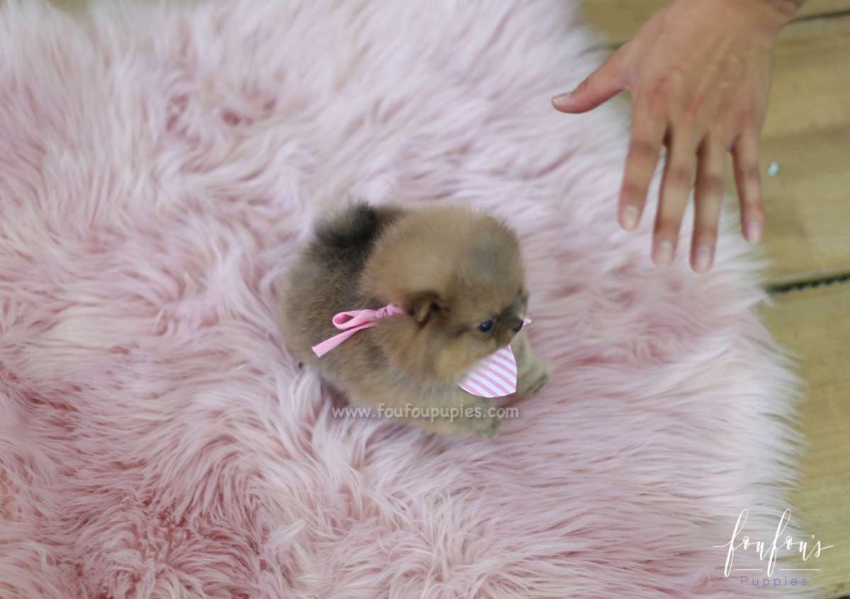 Tiara - Pomeranian F.