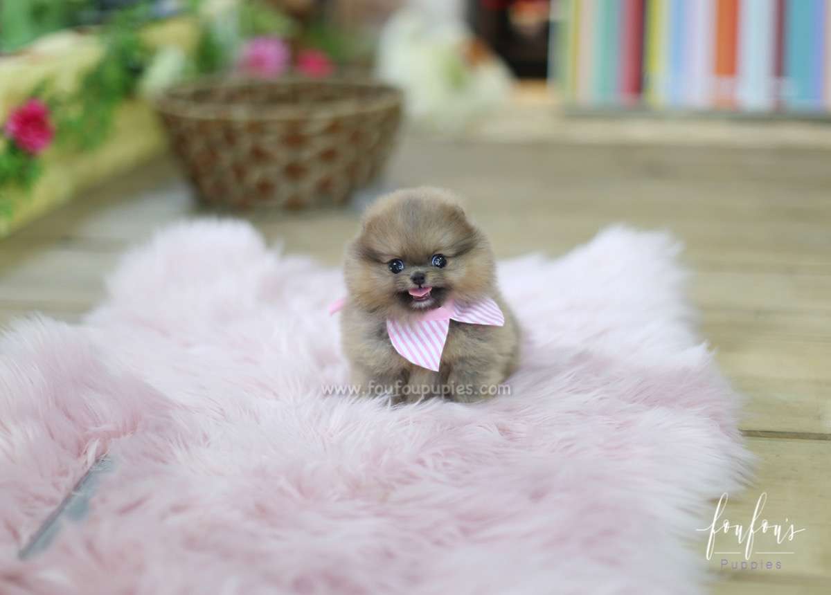 Tiara - Pomeranian F.