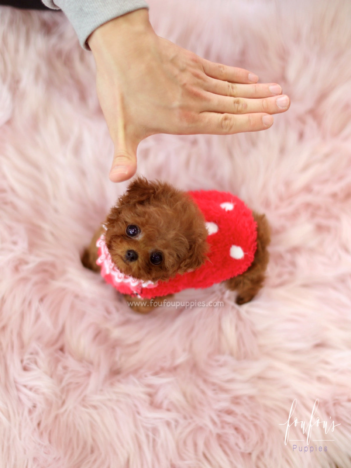 Jolie - Poodle F.