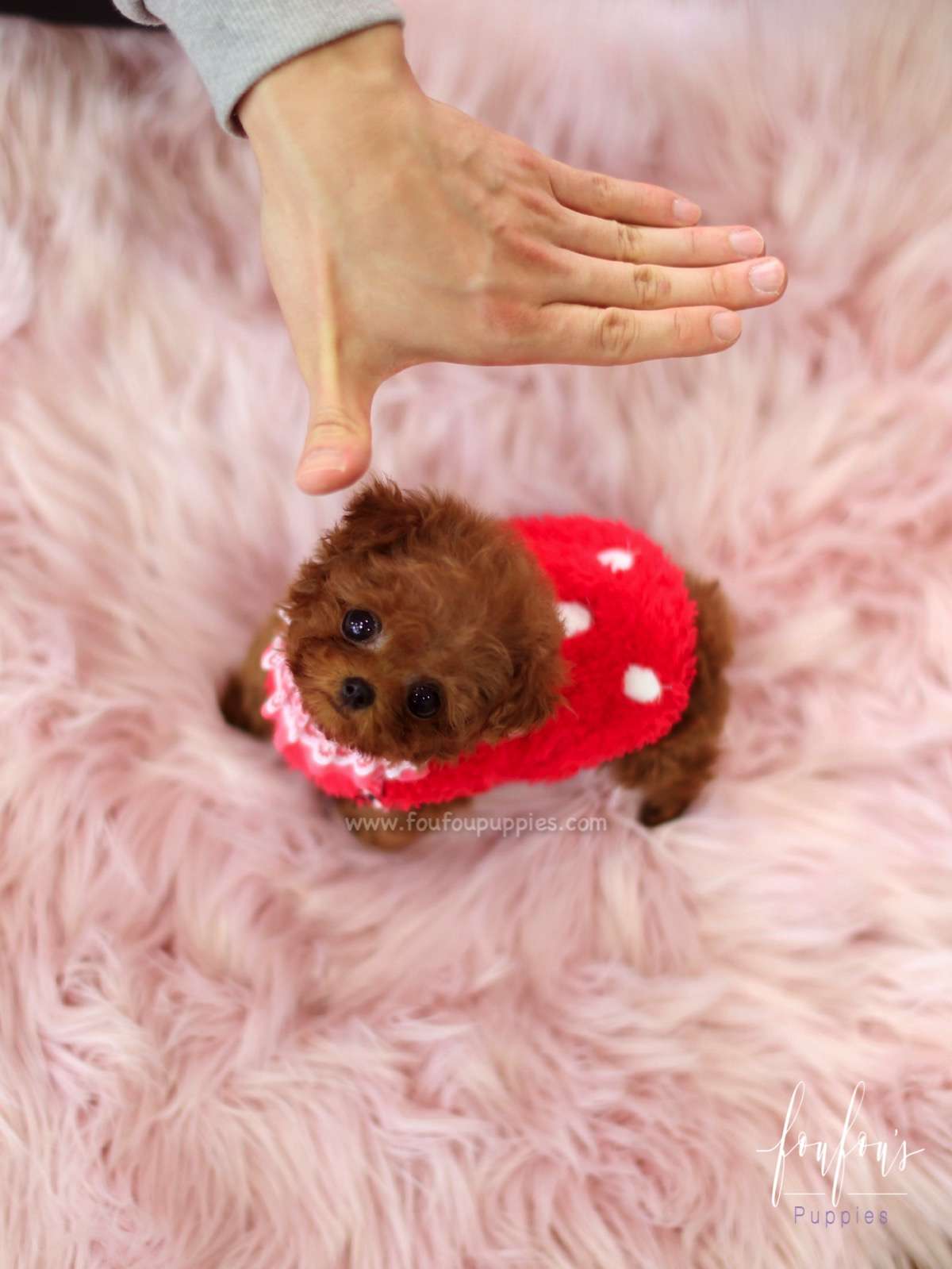 Jolie - Poodle F.