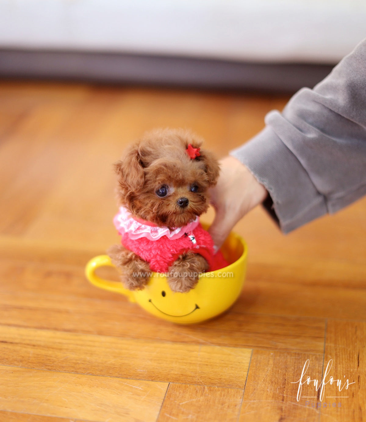 Jolie - Poodle F.