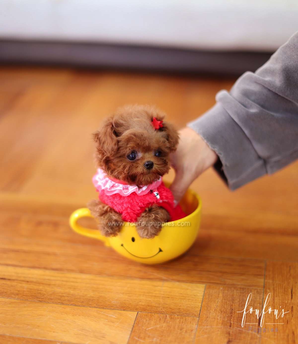 Jolie - Poodle F.