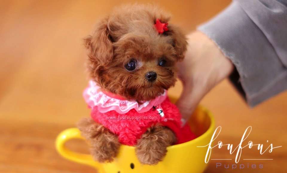 Jolie - Poodle F.