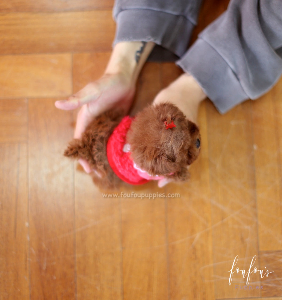 Jolie - Poodle F.