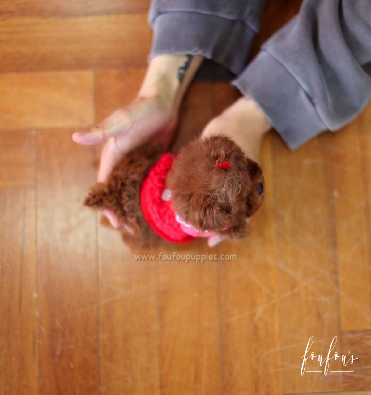 Jolie - Poodle F.