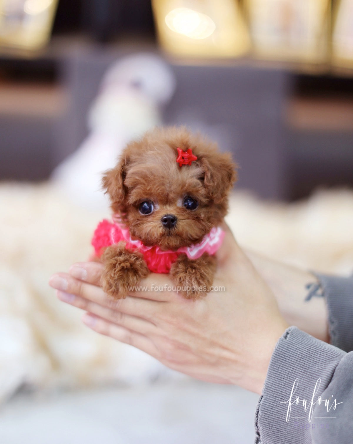 Jolie - Poodle F.