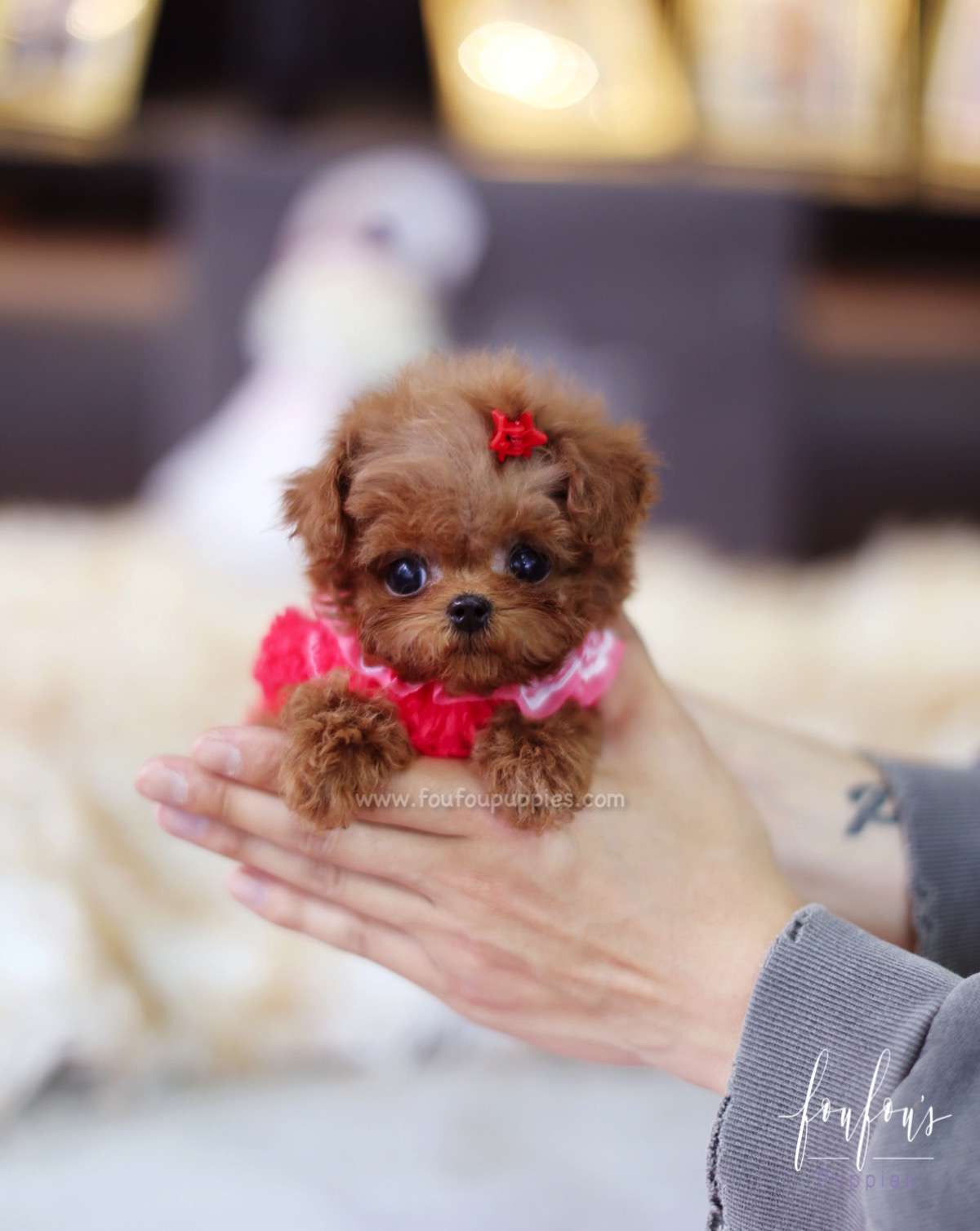 Jolie - Poodle F.