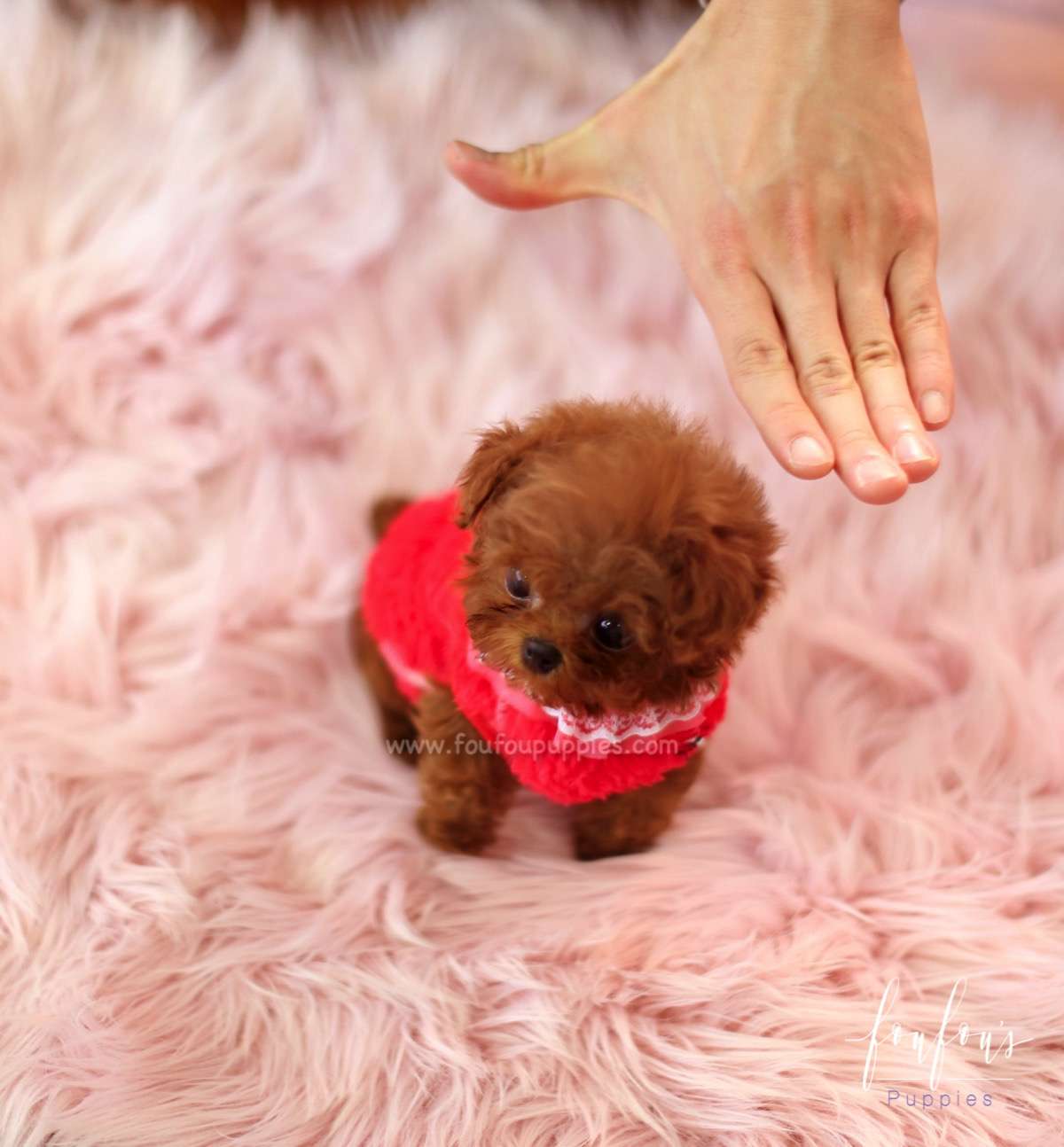 Jolie - Poodle F.