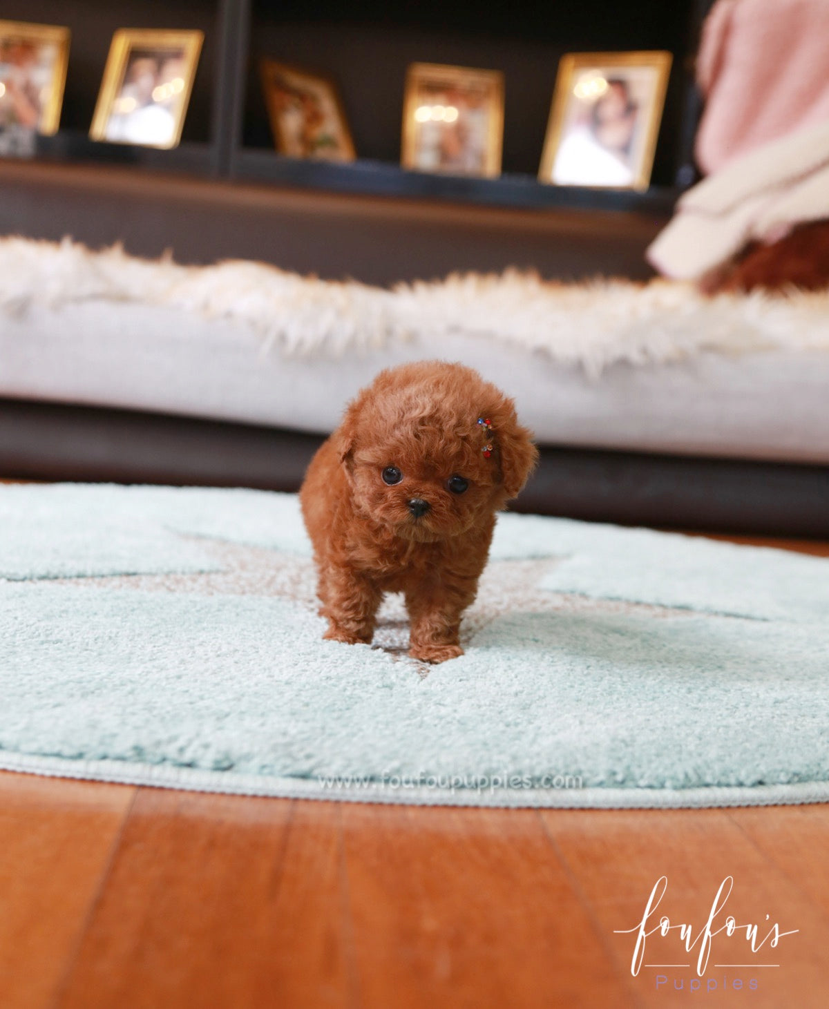 Curls - Poodle F.