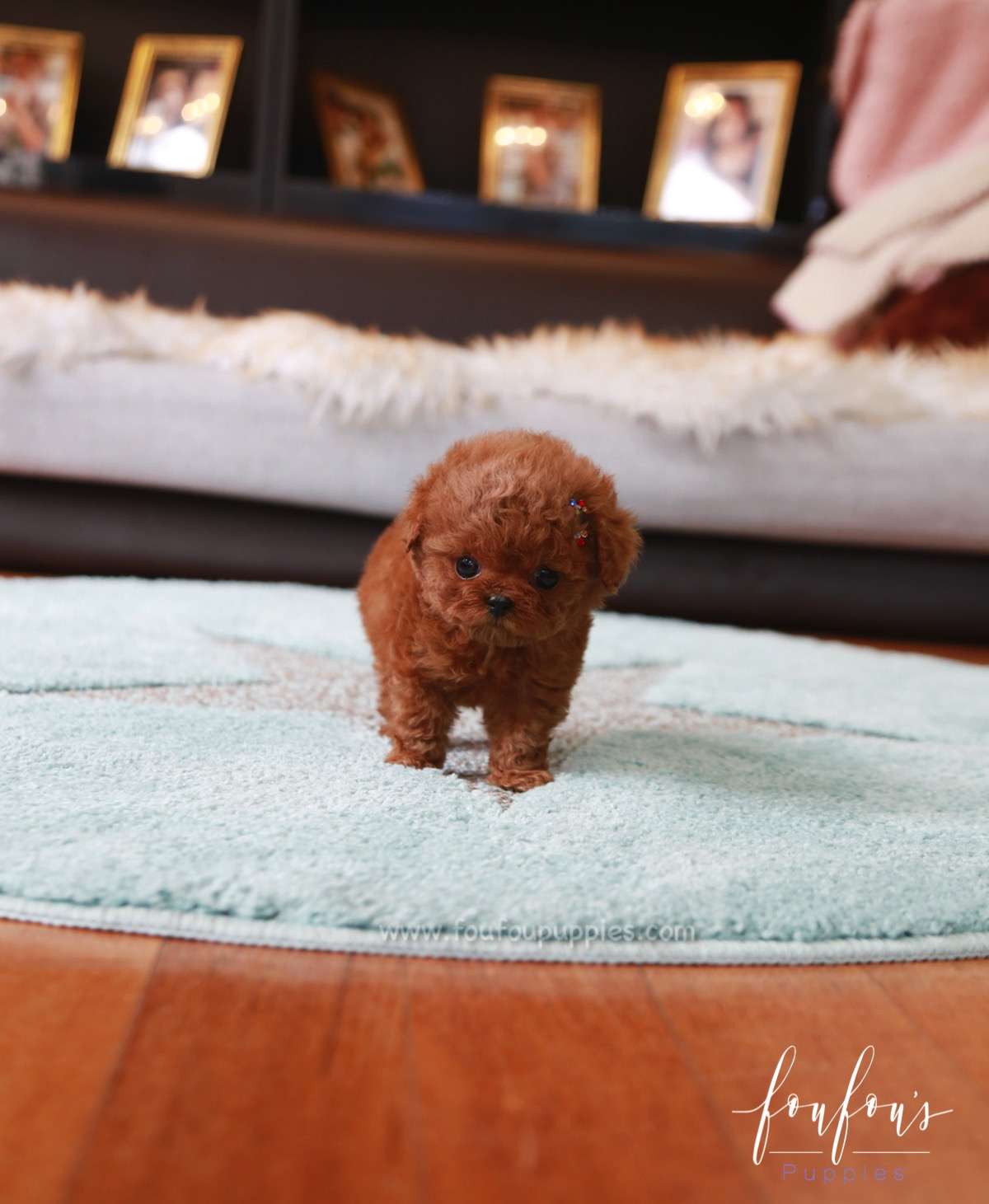 Curls - Poodle F.