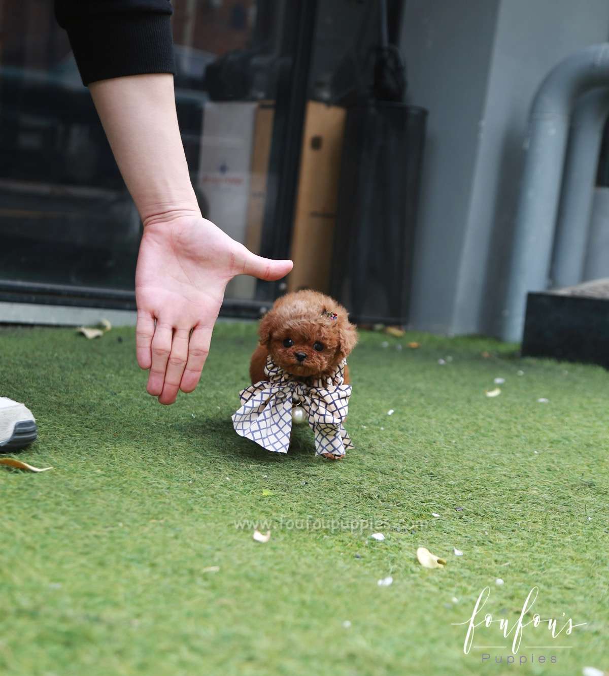 Curls - Poodle F.