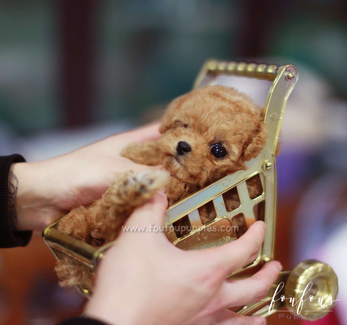 Valentina - Poodle F.