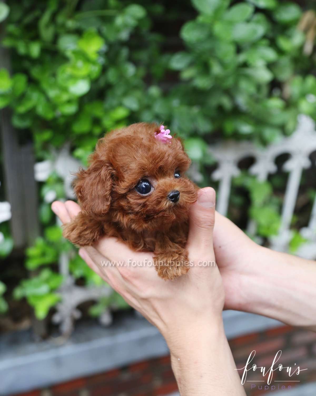 Zoey - Poodle F.