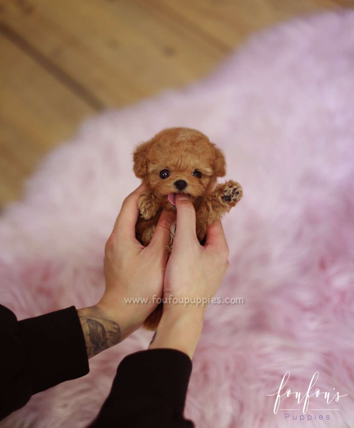 Valentina - Poodle F.