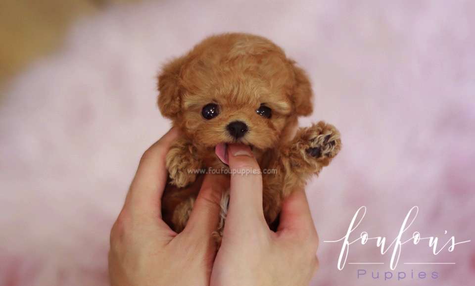 Valentina - Poodle F.