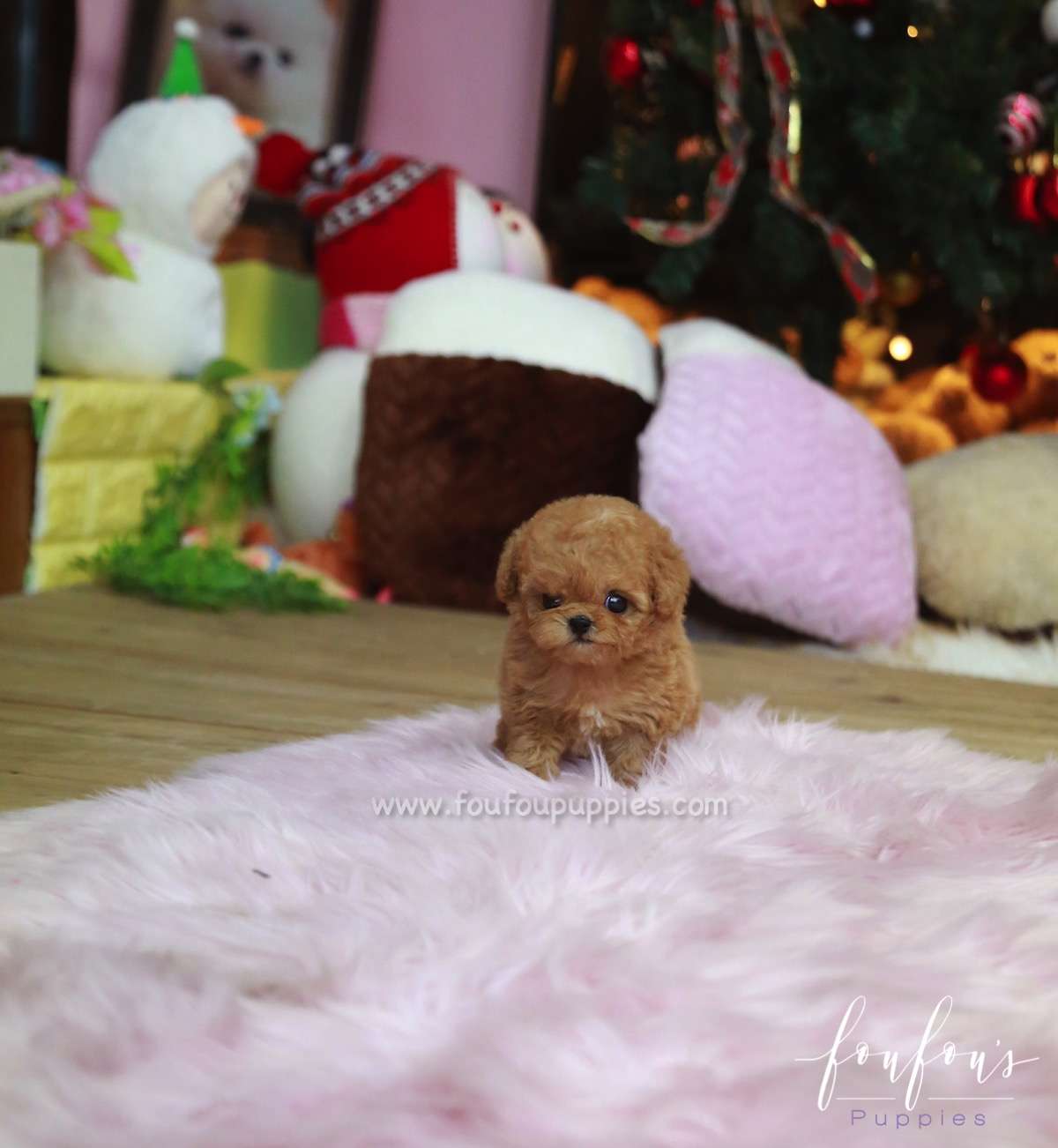Valentina - Poodle F.