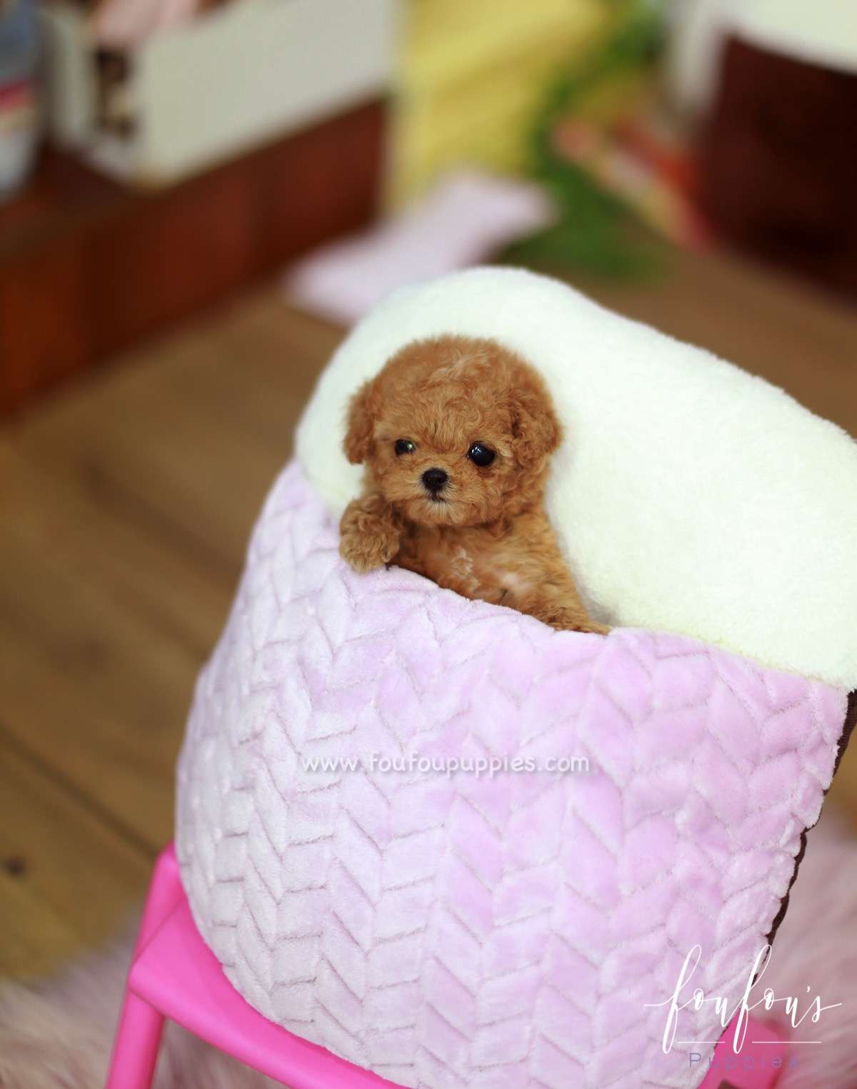 Valentina - Poodle F.