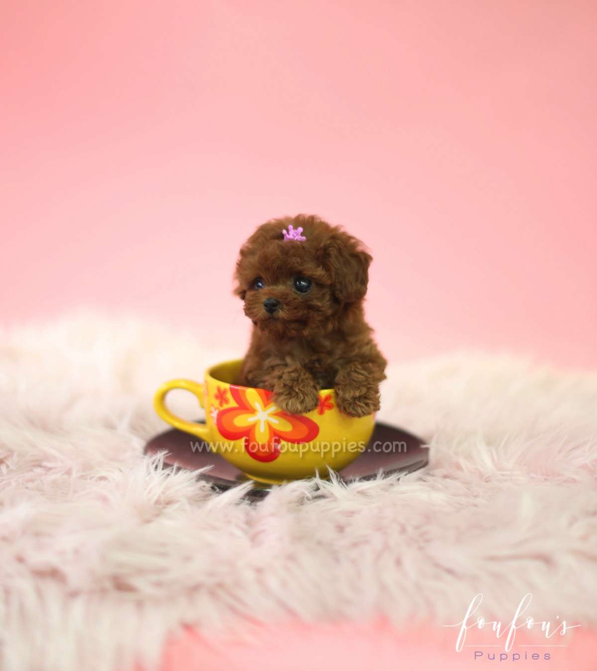 Zoey - Poodle F.